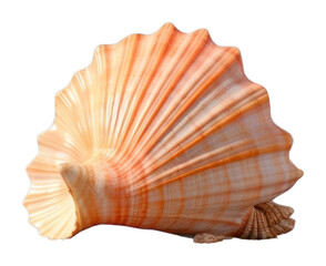 Obraz premium PNG A beach seashell outdoors nature.
