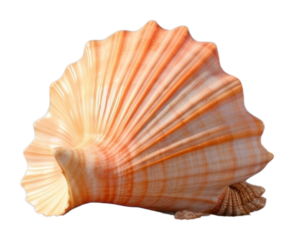 PNG  A beach seashell outdoors nature.