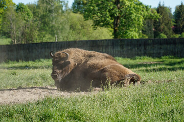 European bison laying on a grass