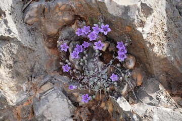 Bellflowers, or Campanula celsii, purple wild flowers on a rock, in Central Greece