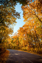 Vertical image of a road turning left in autumn forest. Winding road though the orange-leafed woods: golden autumn in deciduous forest filled with afternoon sun.