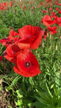 Coltivazione di papaveri su un terreno agricolo 