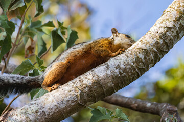 Variegated squirrel walking along a branch in the rainforest of Costa Rica in Central America