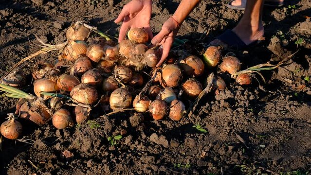 collects onions in a basket in the garden. Selective focus.