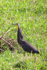 Bare-thorated Tiger Heron in Costa Rica
