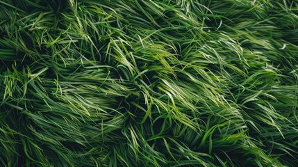 Green grass texture background swept away