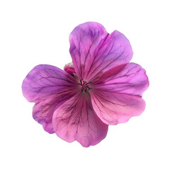 Color geranium flower on white background