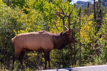 Bull elk with massive antlers on Bear Lake Road in Rocky Mountain National Park in Estes Park, Colorado on a sunny fall day