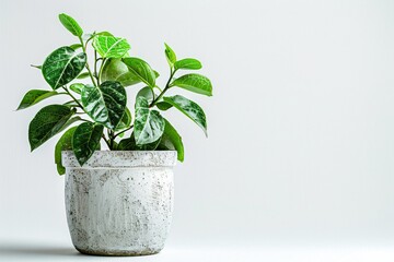 Fototapeta premium A potted plant on a table