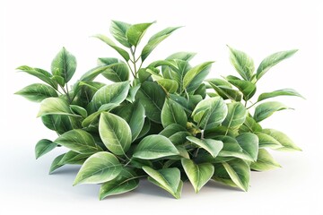 Bush with green leaves and white background