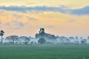 misty landscape