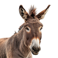 Fototapeta premium Donkey on white background