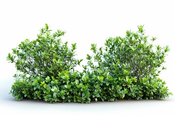 Fototapeta premium Two ground bushes