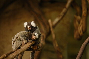 コモンマーモセット