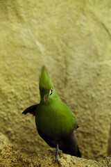 ムジエボシドリ