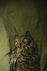 目を瞑ったミミズク