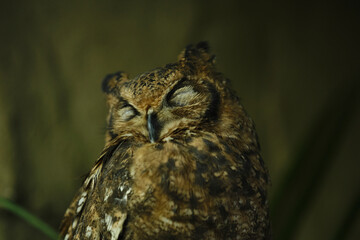 目を瞑ったミミズクのアップ
