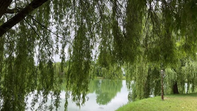 branches of a weeping willow tree against the sky near the city embankment