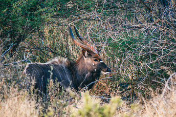 Young Nyala Bull in the green Kalahari bush soft morning light