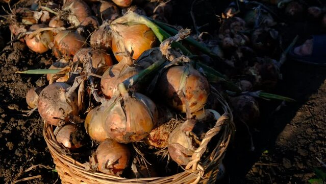 collects onions in a basket in the garden. Selective focus.
