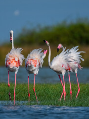 flamingo in the lake