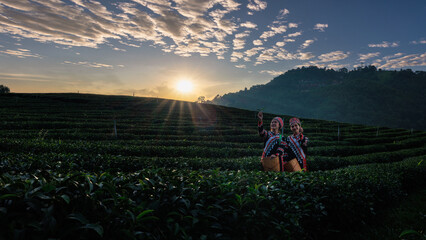 two asian woman wearing  traditional dress picking tea leaf in tea plantation 101  with background...