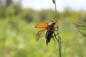 fly on a green leaf, beetle, fly beetle, Melolontha,  Melolontha melolontha