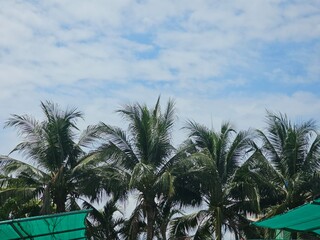 Fototapeta premium palm trees on the beach