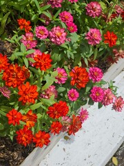 red flowers in a garden