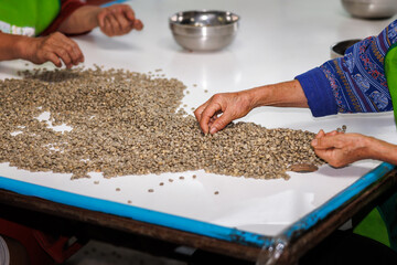 workers hands sorting quality of coffee beans.