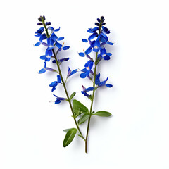 a sprig of blue lobelia flower on a white background