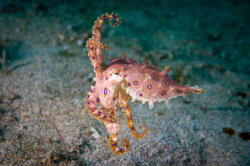 Hapalochlaena lunulata - Blauring Oktopus - Anilao Philippinen