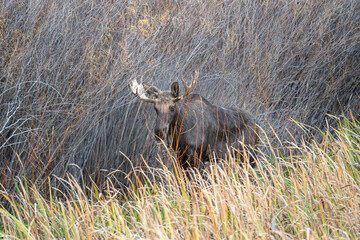 Bull moose in the reeds and grass in the Paradise Valley in Montana on a fall morning - near Emigrant and Livingston, MT