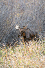 Bull moose in the reeds and grass in the Paradise Valley in Montana on a fall morning - near Emigrant and Livingston, MT