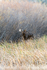 Bull moose in the reeds and grass in the Paradise Valley in Montana on a fall morning - near Emigrant and Livingston, MT