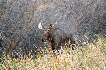 Bull moose in the reeds and grass in the Paradise Valley in Montana on a fall morning - near...