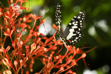 The beautiful butterfly on flower is show beauty wing in nature garden