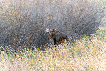 Bull moose in the reeds and grass in the Paradise Valley in Montana on a fall morning - near...