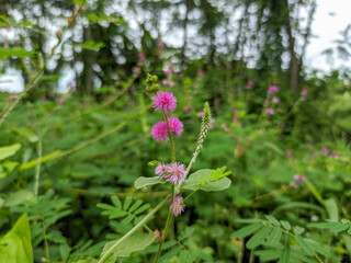 A close-up of a pink Mimosa pudica flower reveals its delicate, feathery petals clustered into a soft, spherical bloom.