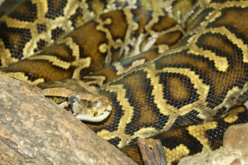Close up Head big burmese python snake in body on stick tree at thailand