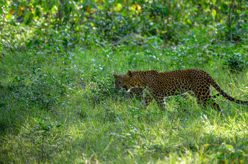 Female leopard  © Dev Mukund
