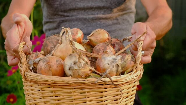 collects onions in a basket in the garden. Selective focus.