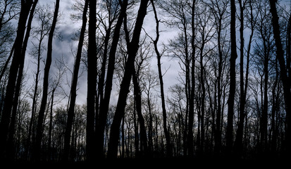 Obraz premium View through an ominous looking forest of tree silhouettes at a cloudy sky. 