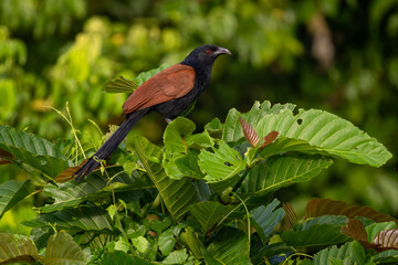Greater Coucal - Centropus sinensis, beautiful black and brown coucal from Asian forests and woodlands, Kinabatangan river, Borneo, Malaysia.