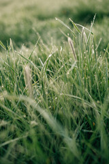 grass with dew at dawn
