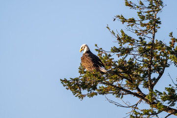 A bald eagle perches on a tree near Grand Teton National Park and Yellowstone National Park and a sunny fall afternoon
