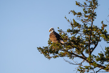 A bald eagle perches on a tree near Grand Teton National Park and Yellowstone National Park and a sunny fall afternoon