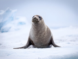 Southern elephant seal (Mirounga leonina), Antarctica