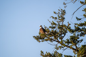 A bald eagle perches on a tree near Grand Teton National Park and Yellowstone National Park and a sunny fall afternoon
