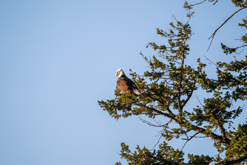 A bald eagle perches on a tree near Grand Teton National Park and Yellowstone National Park and a sunny fall afternoon